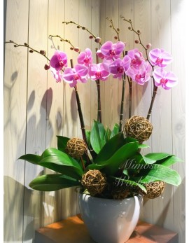 OR505 - 5菖粉紅色蝴蝶蘭及陶瓷花盆